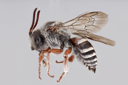 [Hexepeolus rhodogyne male (lateral/side view) thumbnail]